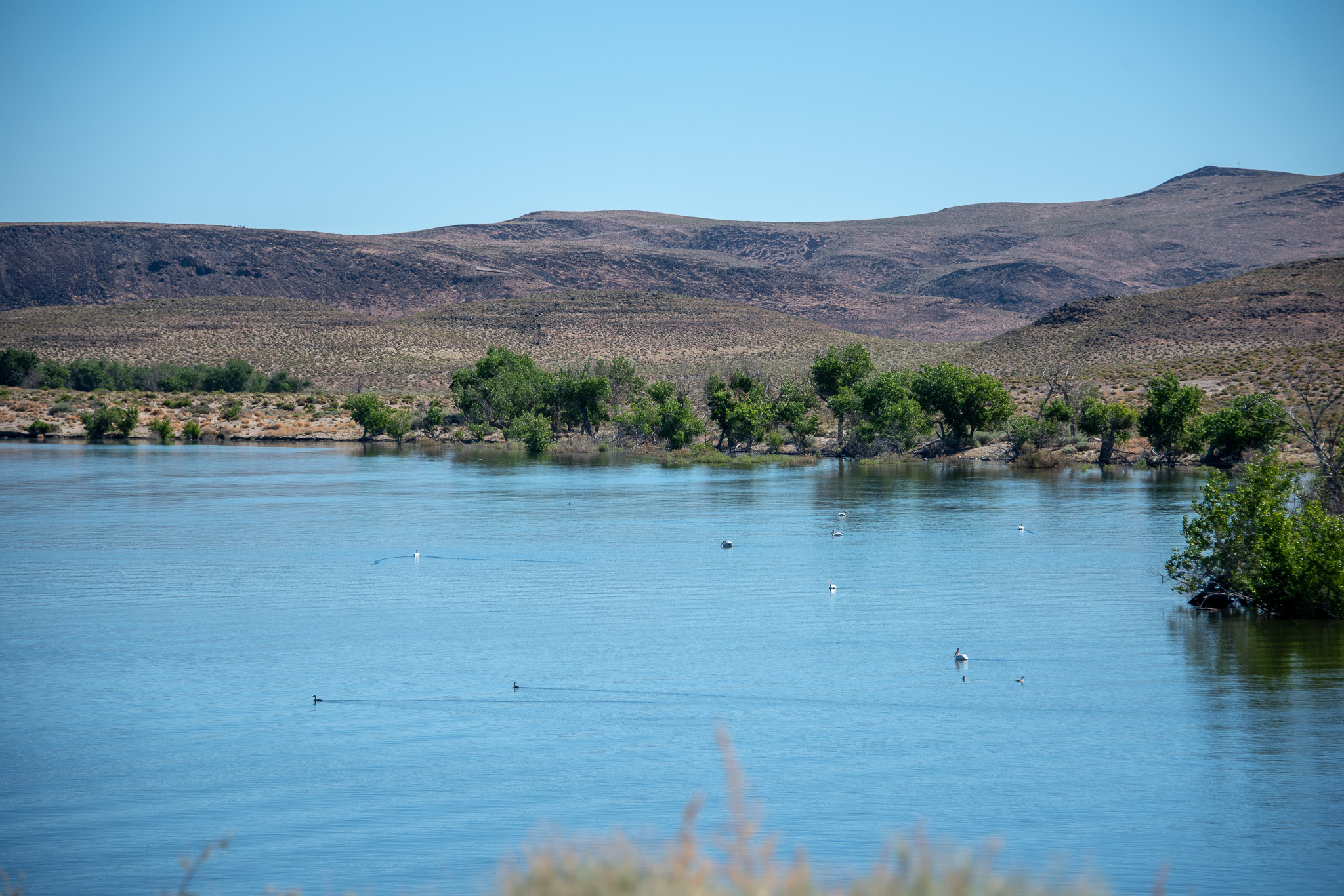 Lahontan